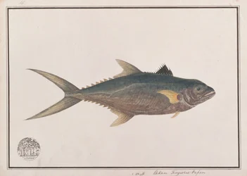 Indo-csendes-óceáni király makréla, a Drawings of Fishes from Malacca, 1805-1818 körül (wc papíron)